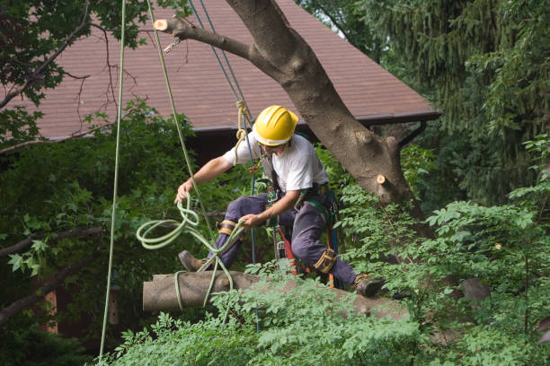 Lawn Renovation and Restoration in Waunakee, WI